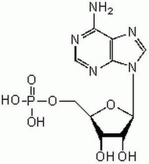 Adenosine 5#-Monophosphate, 1PC X 5GM