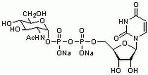 UDP-#-D-N-Acetylglucosamine, 1PC X 50MG