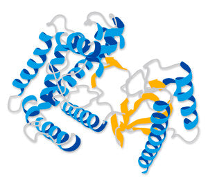 Lysozyme, Human Neutrophil 1PC X 1MG